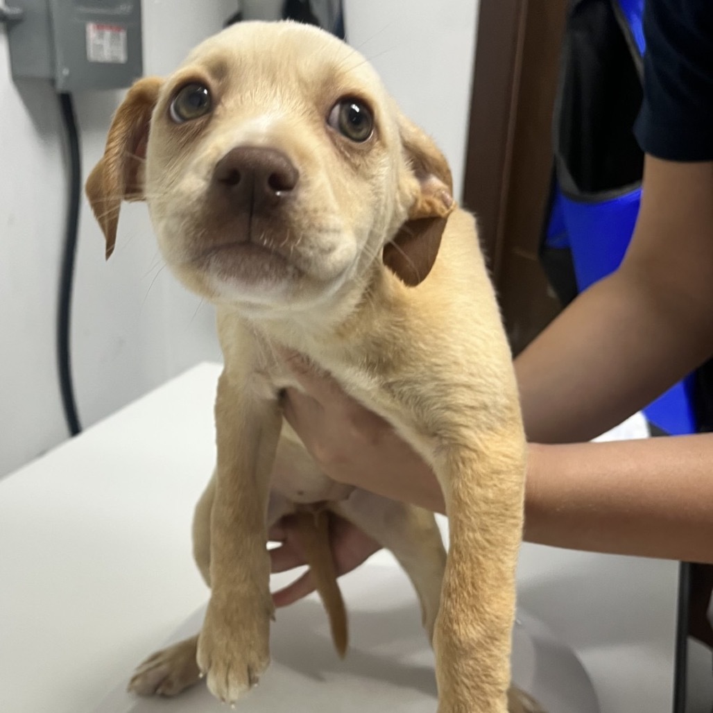 Danvers, an adoptable Mixed Breed in Wahiawa, HI, 96786 | Photo Image 1