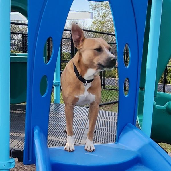 Roscoe thumbnail 5