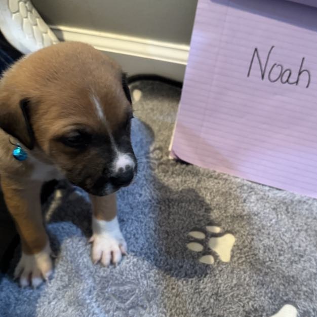 Noah