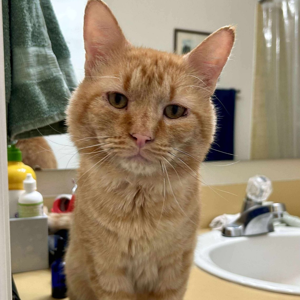 Maurice, an adoptable Domestic Short Hair in Nampa, ID, 83686 | Photo Image 1