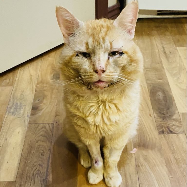 Maurice, an adoptable Domestic Short Hair in Nampa, ID, 83686 | Photo Image 2