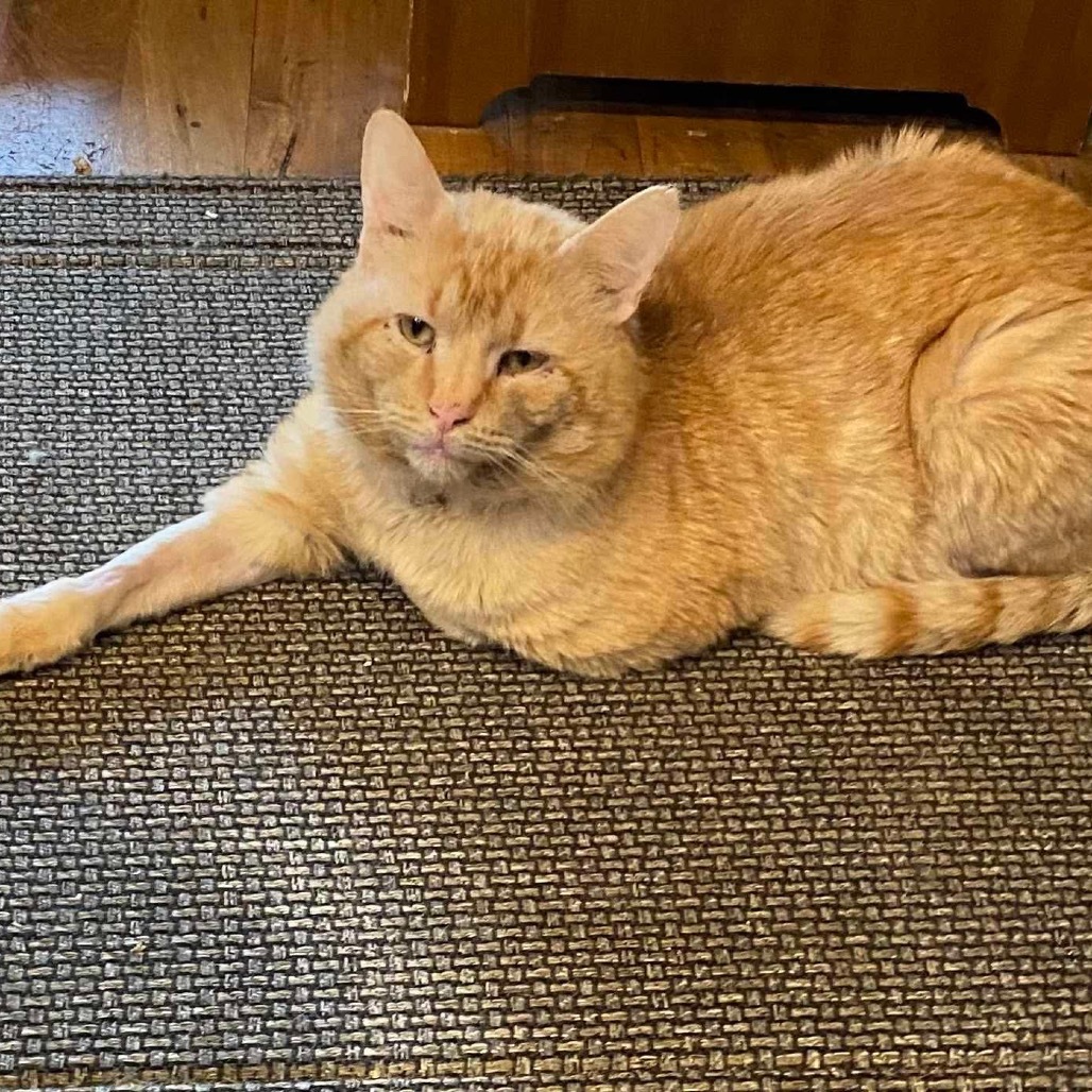 Maurice, an adoptable Domestic Short Hair in Nampa, ID, 83686 | Photo Image 2