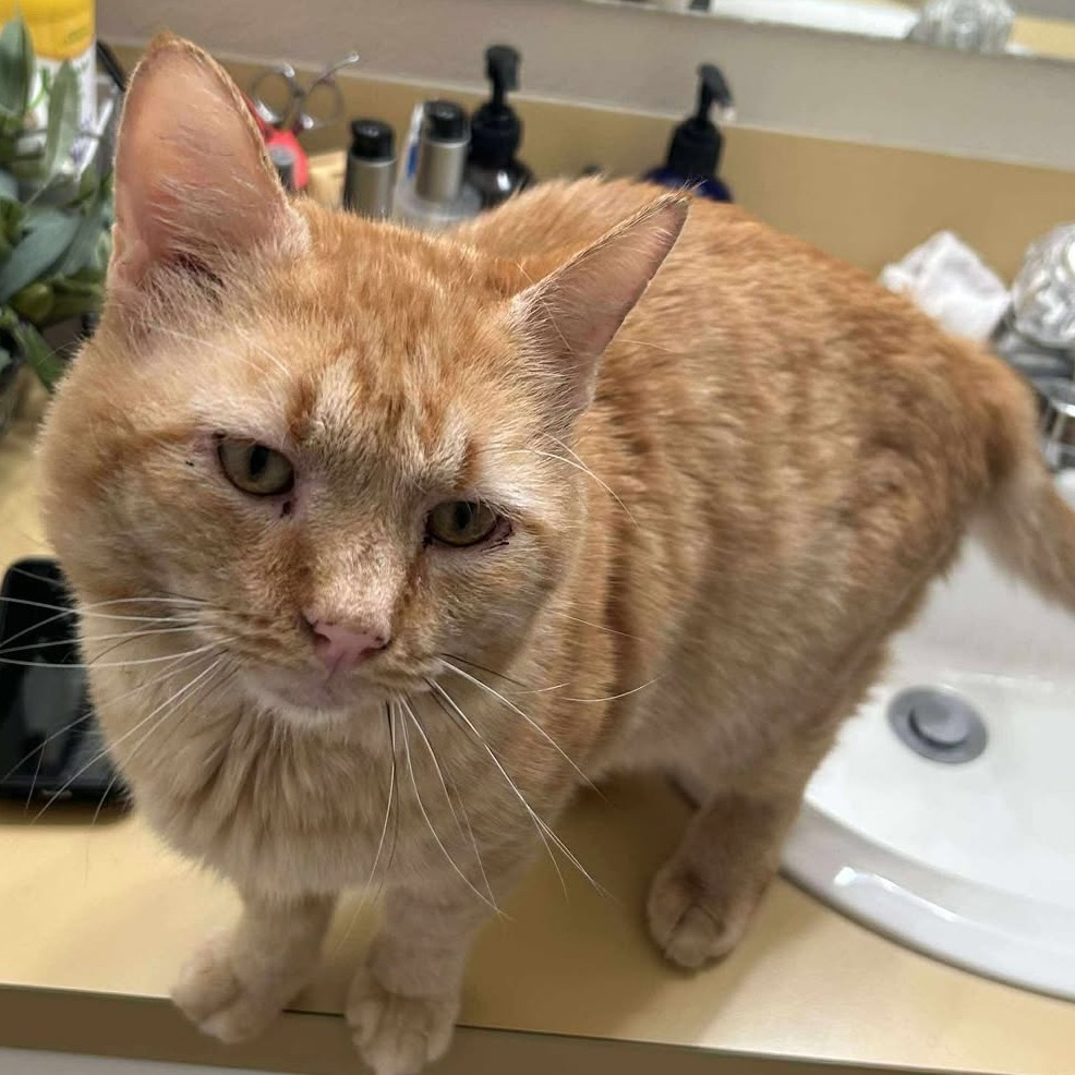 Maurice, an adoptable Domestic Short Hair in Nampa, ID, 83686 | Photo Image 3