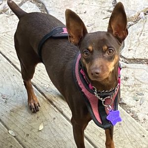 Meet Nutmeg a two-year-old min pin who weighs in at just under 15 pounds This extremely affection
