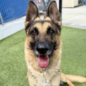 Jerry, Adult Male German Shepherd Dog