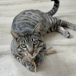 Johnny Bravo is a young energetic and chatty cat who cant wait to make friend