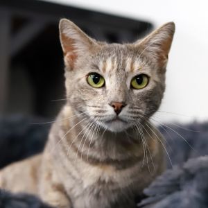 Sweet Pea is a gorgeous people-oriented dilute calico who is all about love and