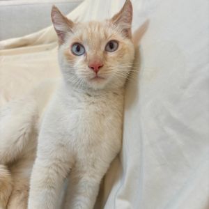 Handsome Periwinkle is named for his gorgeous blue eyes He also has adorable elf ears He is a frie