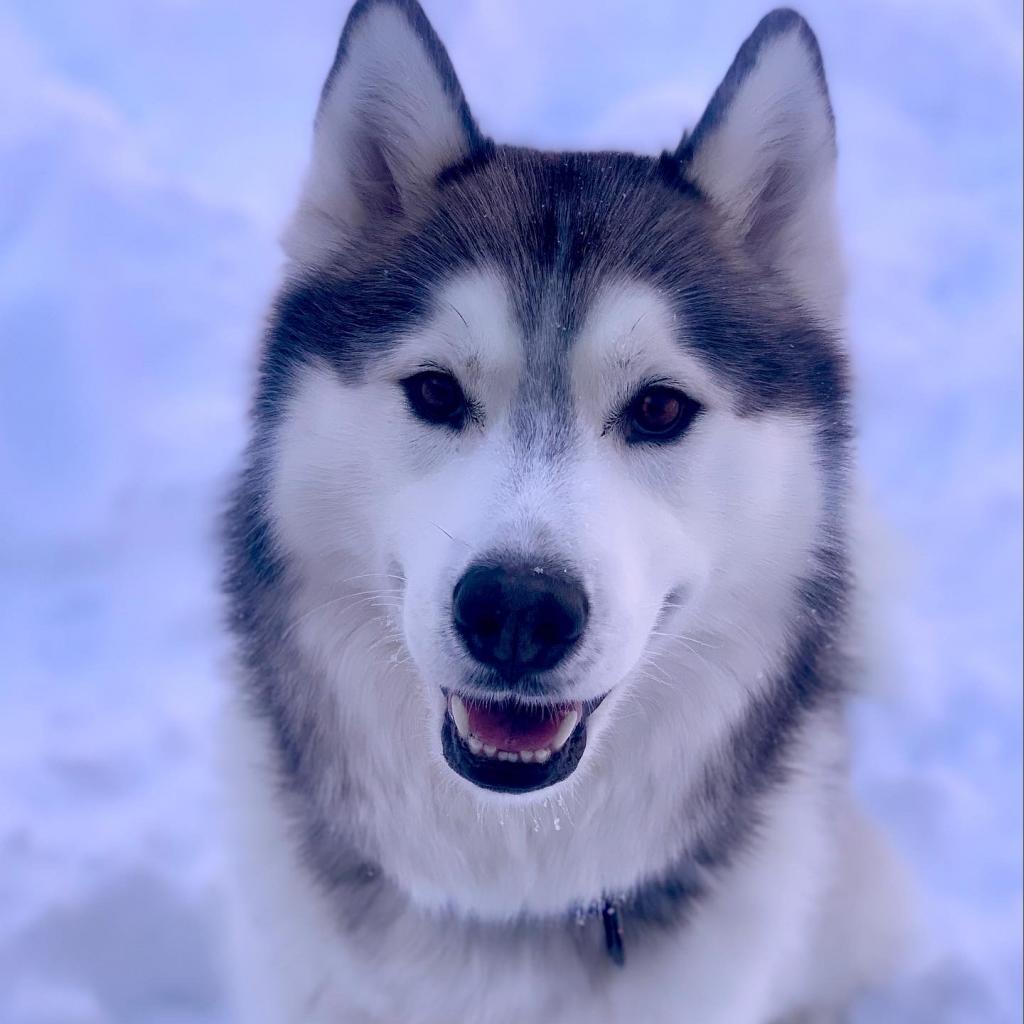 Bolt