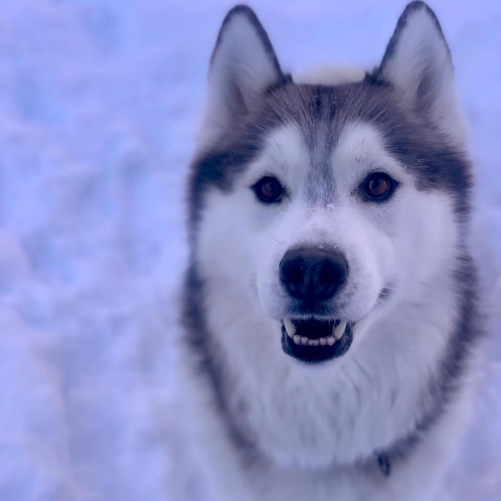 Bolt