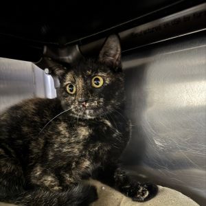 Patches, Baby Female Domestic Short Hair