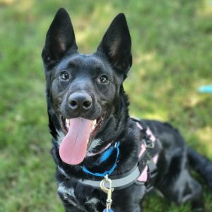 Willa, Young Female Mixed Breed