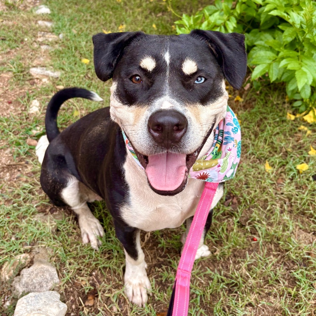 Trixie, an adoptable Entlebucher, Terrier in Austin, TX, 78704 | Photo Image 1