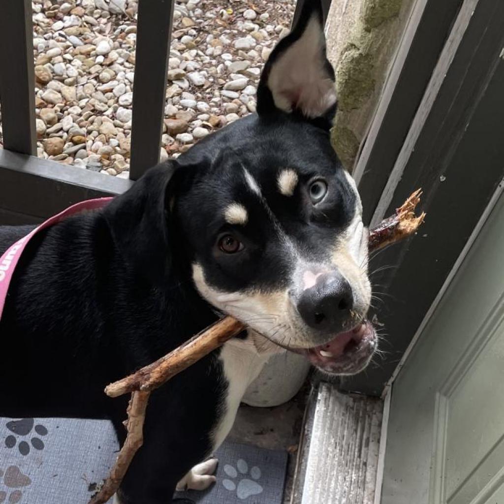 Trixie, an adoptable Entlebucher, Terrier in Austin, TX, 78704 | Photo Image 2
