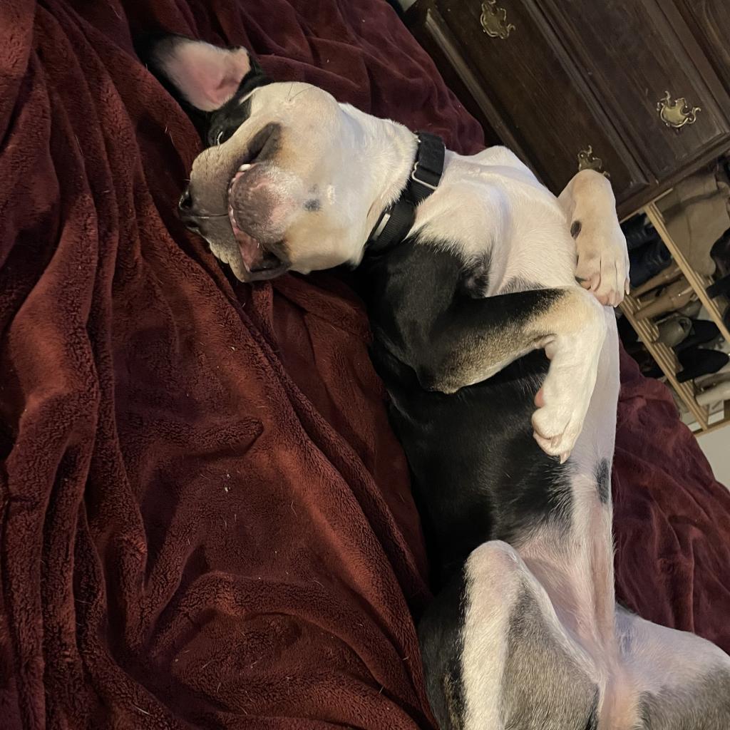 Trixie, an adoptable Entlebucher, Terrier in Austin, TX, 78704 | Photo Image 3