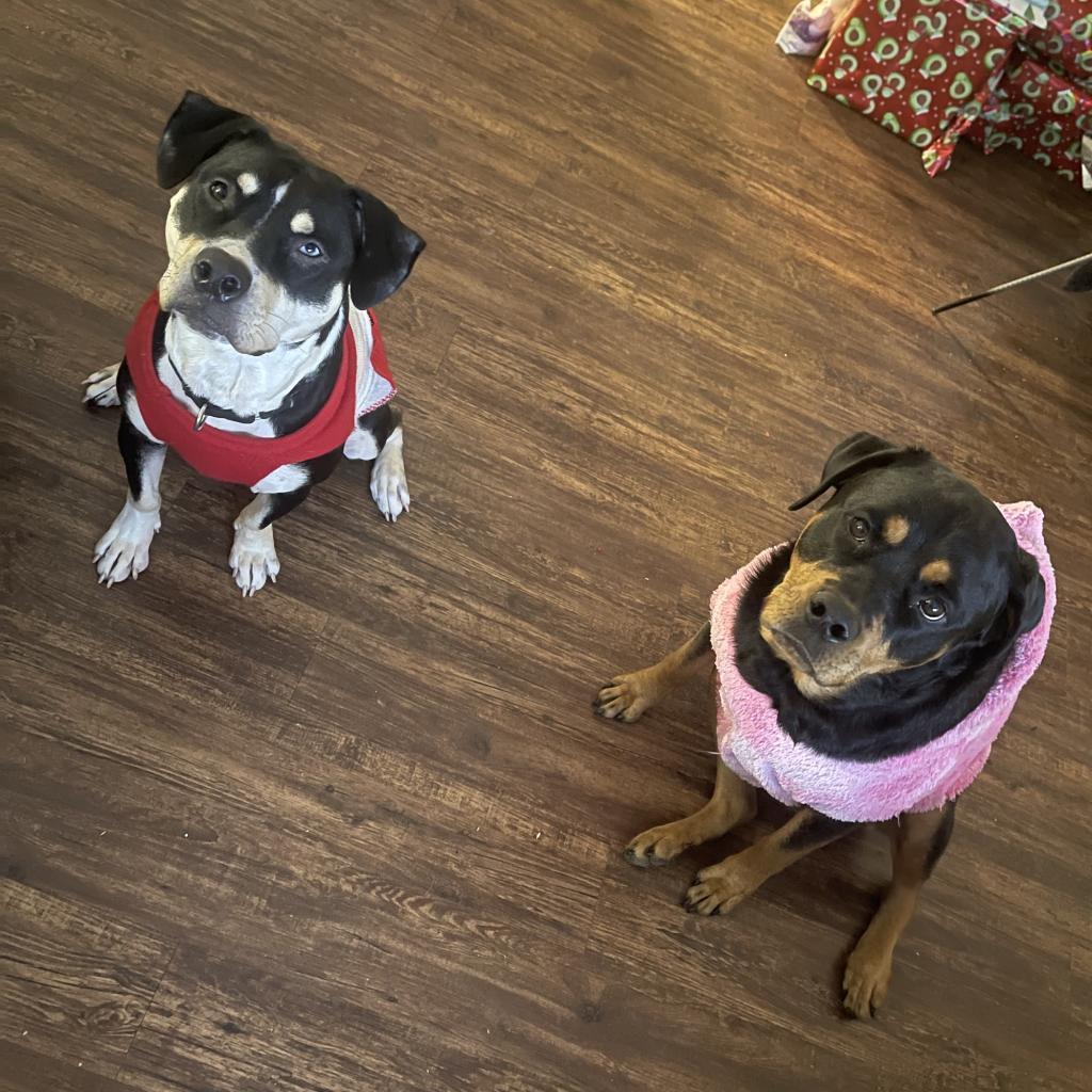 Trixie, an adoptable Entlebucher, Terrier in Austin, TX, 78704 | Photo Image 4