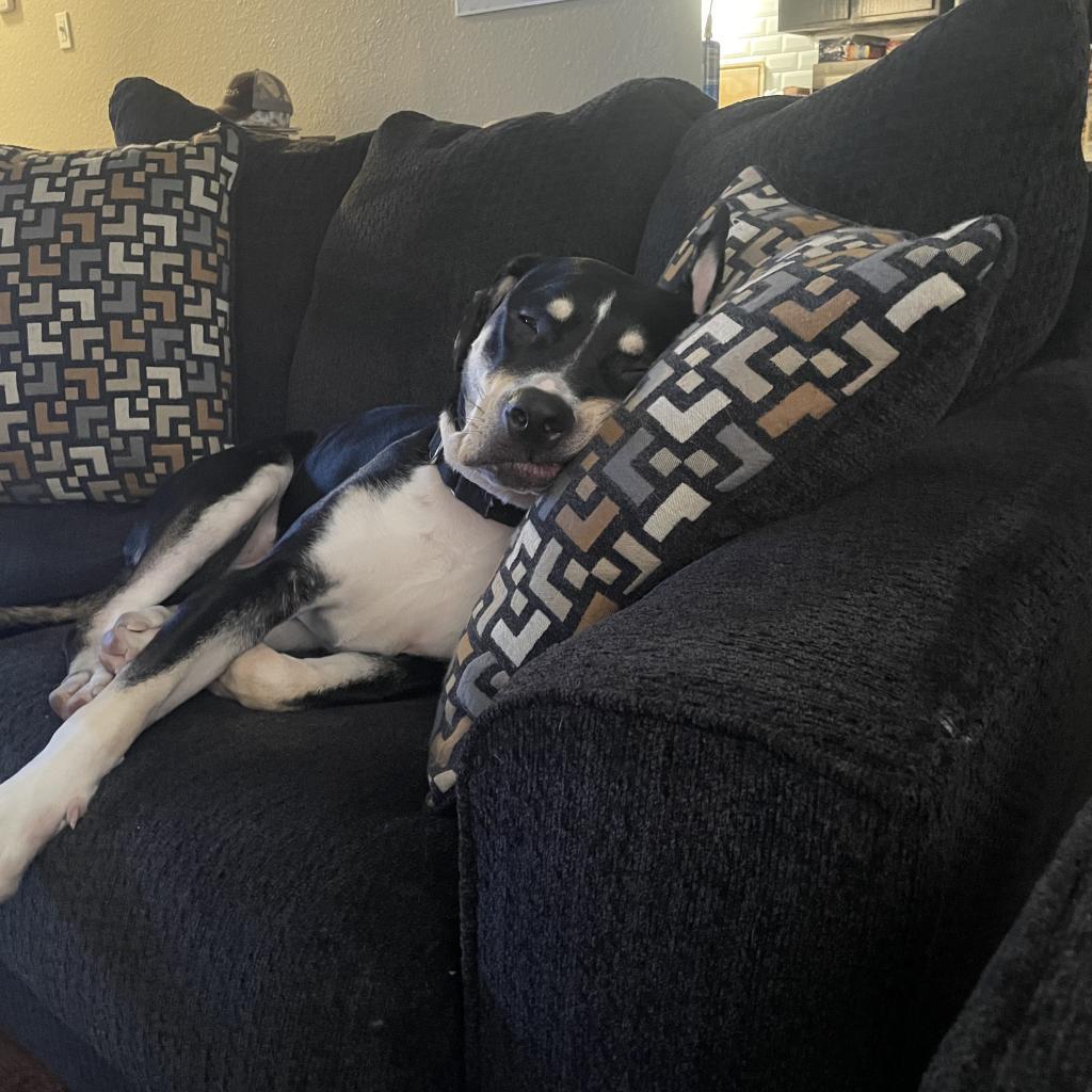 Trixie, an adoptable Entlebucher, Terrier in Austin, TX, 78704 | Photo Image 5