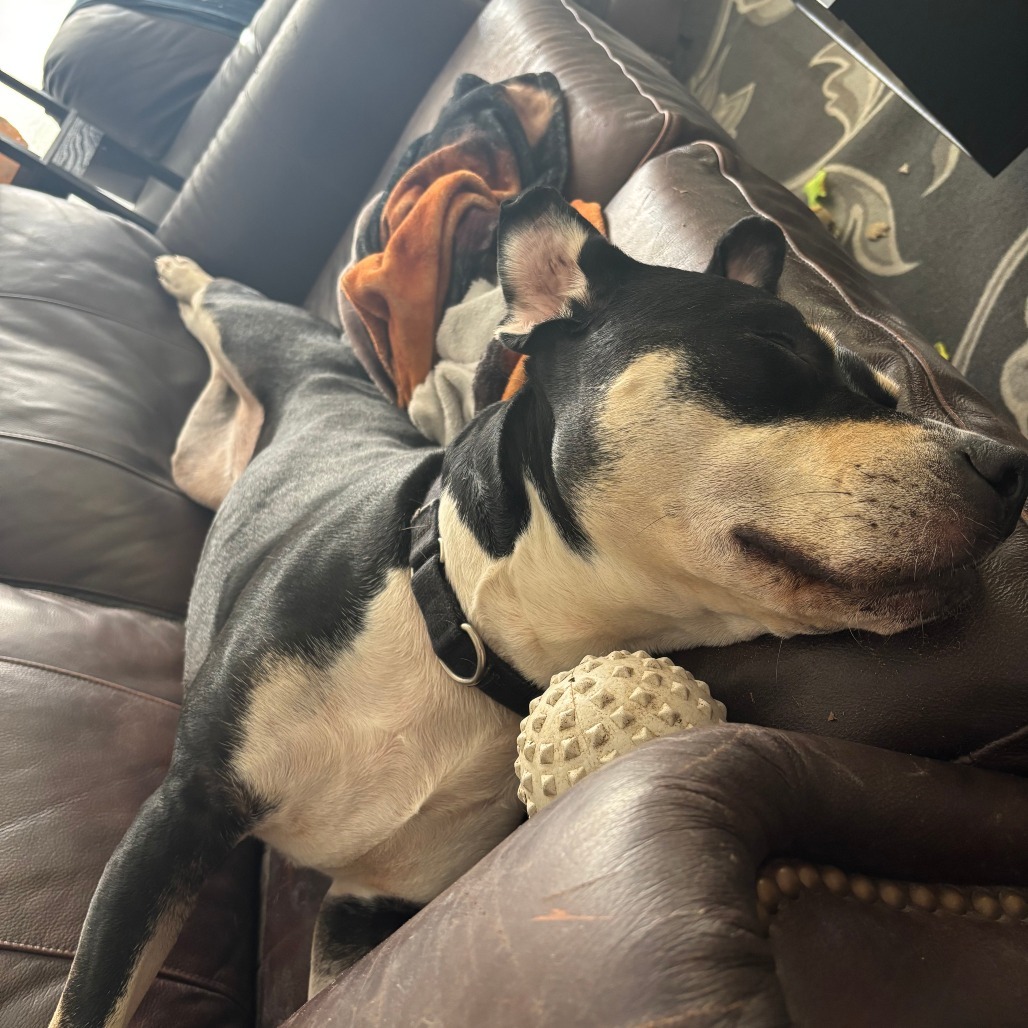 Trixie, an adoptable Entlebucher, Terrier in Austin, TX, 78704 | Photo Image 6