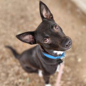 Callie, Adult Female Labrador Retriever