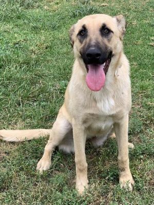 GLITTER, Young Female German Shepherd Dog