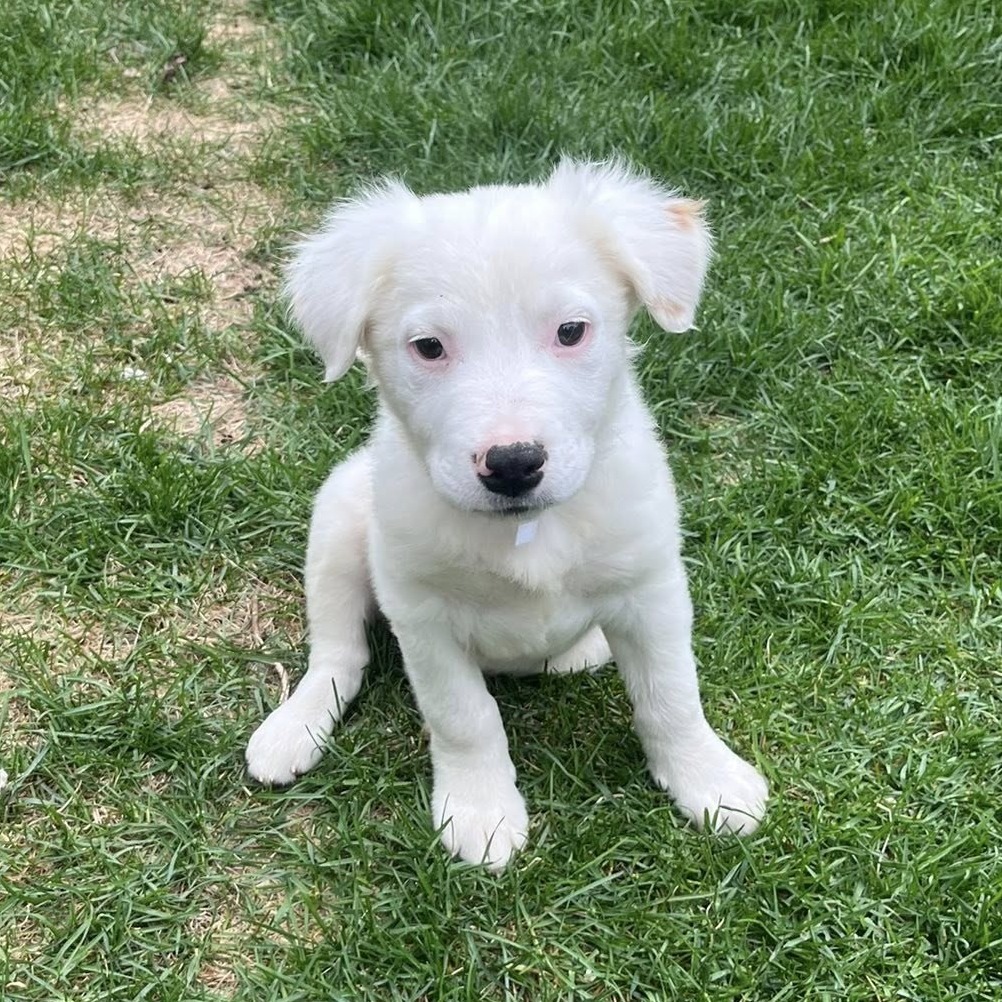 Eddie