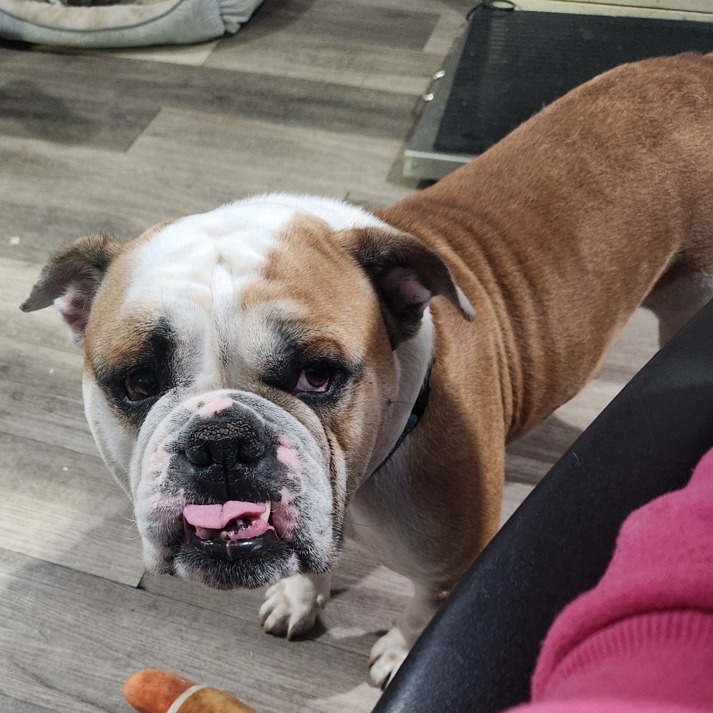 Lady*a very generous friend has partially sponsored my adoption fee*