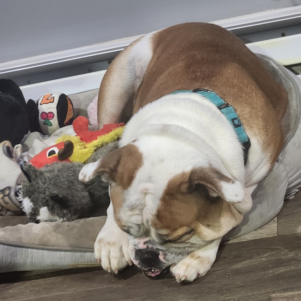 Lady*a very generous friend has partially sponsored my adoption fee*