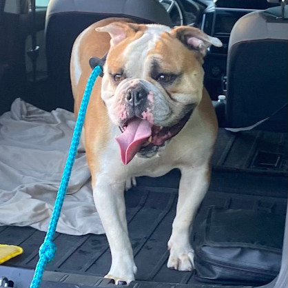 Lady*a very generous friend has partially sponsored my adoption fee*