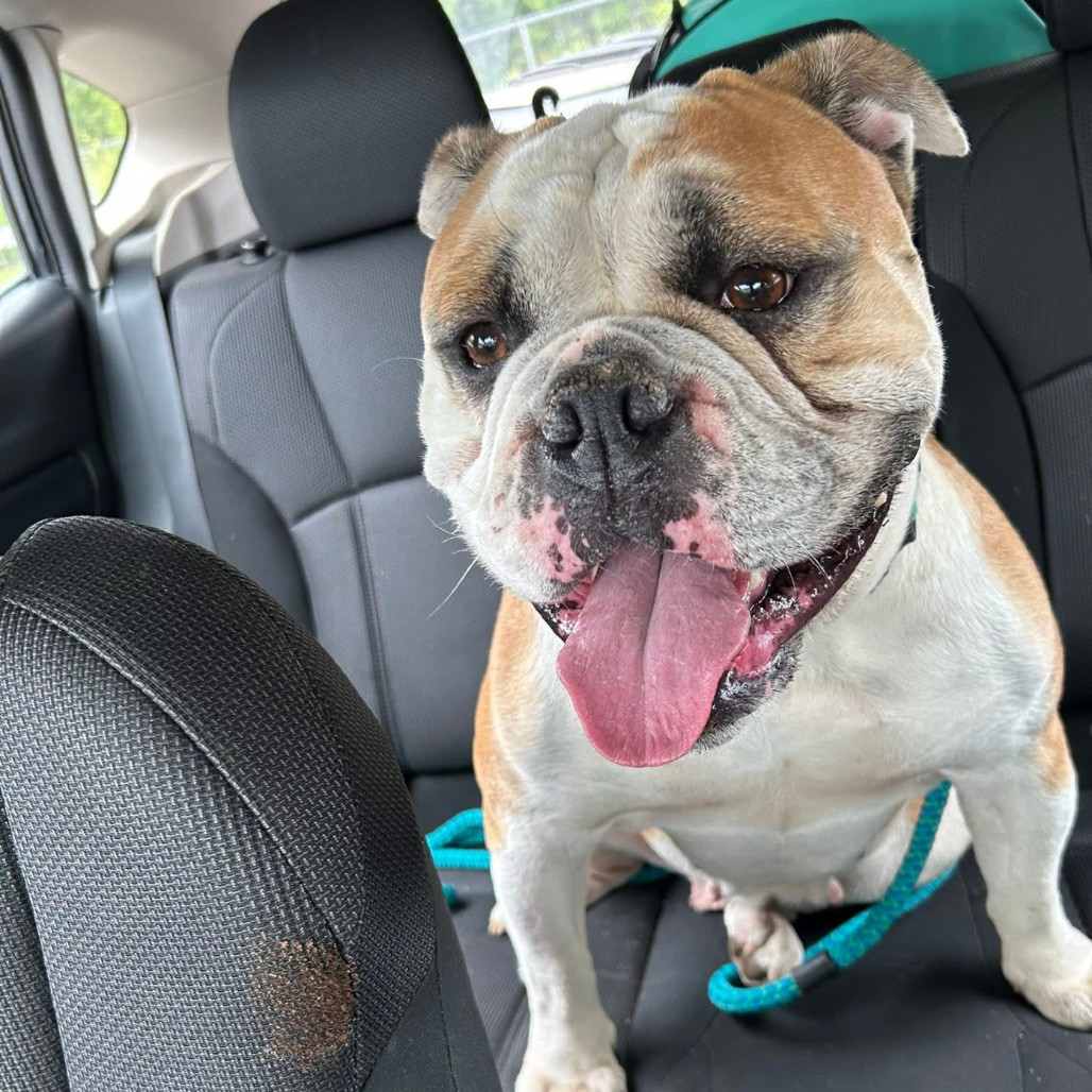 Lady*a very generous friend has partially sponsored my adoption fee*