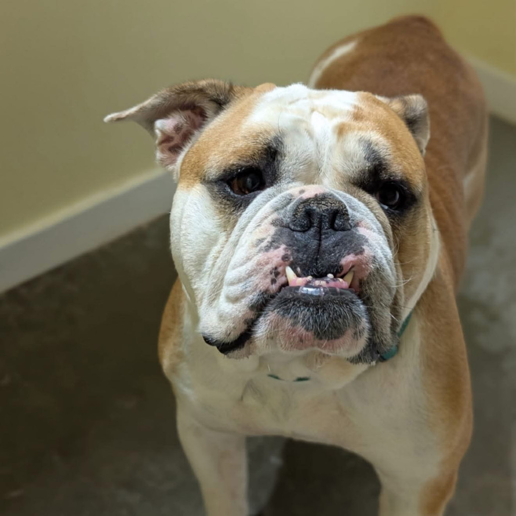 Lady*a very generous friend has partially sponsored my adoption fee*