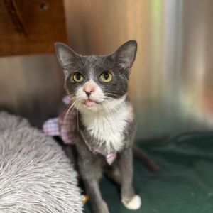 Bonita, Senior Female Domestic Short Hair