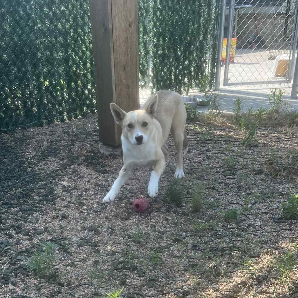 UPS, an adoptable Husky, Pit Bull Terrier in Garden City, KS, 67846 | Photo Image 1