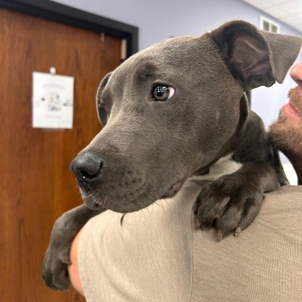 Pine-Sol, an adoptable Pit Bull Terrier in Garden City, KS, 67846 | Photo Image 1