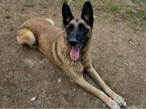 CHEPO German Shepherd Dog Dog