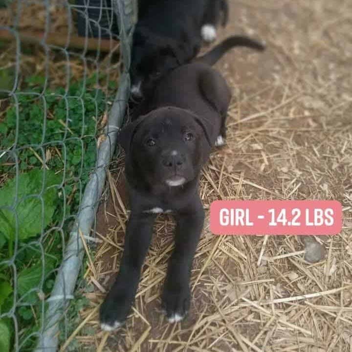 Mia