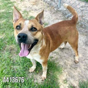 JAMIE, Young Male Australian Cattle Dog / Blue Heeler