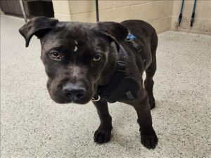 DUKE, Young Male American Staffordshire Terrier
