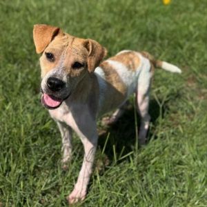 ELENA, Young Female Pit Bull Terrier
