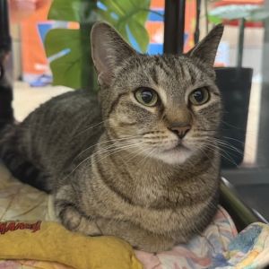Princess is currently in foster care and ready for adoption via our virtual process Learn more abou