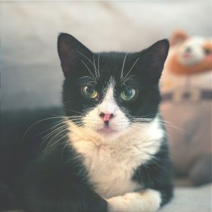 Butter is currently in foster care and ready for adoption via our virtual process Learn more about 