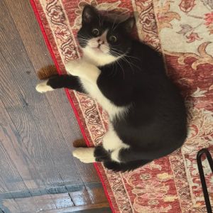 Butter is currently in foster care and ready for adoption via our virtual process Learn more about 