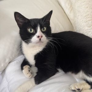 Butter is on site at our adoption center in SoHo Learn about her time in foster care here https