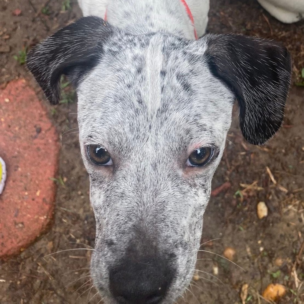 Spotty