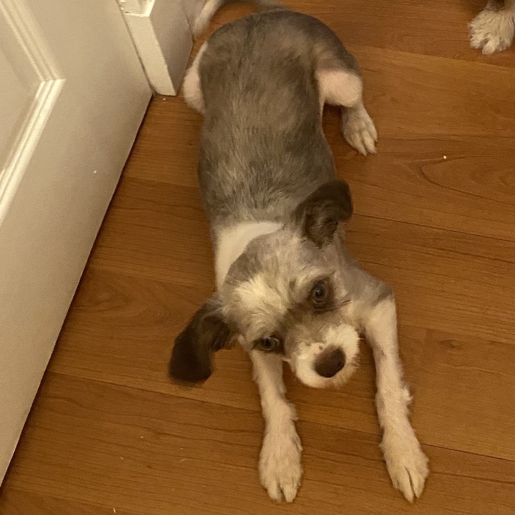 Taro