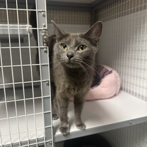 Blue, Adult Female Russian Blue