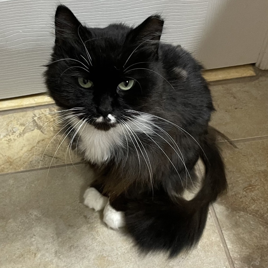 T-Kitty
