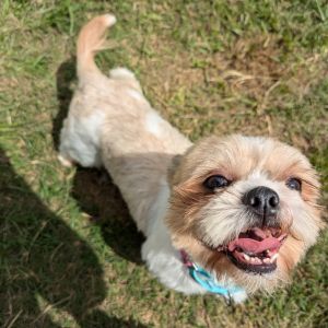Meet Remi Jack an 11-pound 6-month-old Shih Tzu with a gentle soul and the sweetest eyes Remi cam