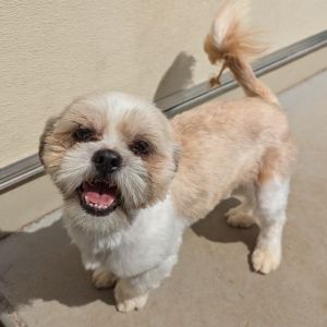 Meet Brownie Batter a 1-year 10-month-old Shih Tzu weighing in at 14 pounds with a soft heart and 