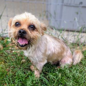 Meet Armani a 9-pound 3-year-old Lhasa Apso mix with a heart full of love and a little bit of sass