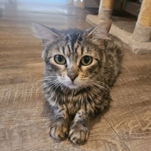 Meet Breeza the queen of cuddles with a heart as soft as her fluffy brown tabby coat This affectio